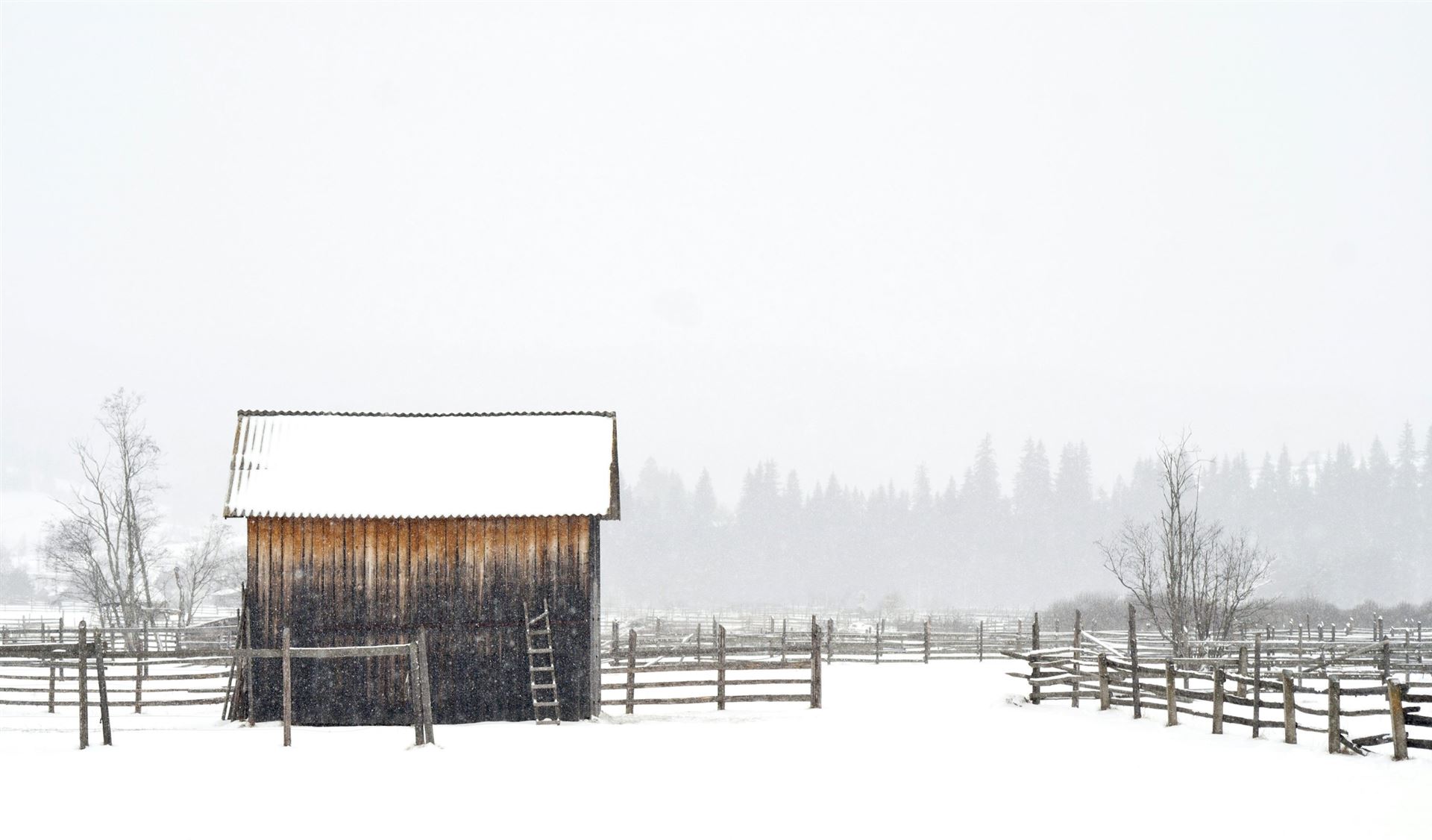 Shed in the snow