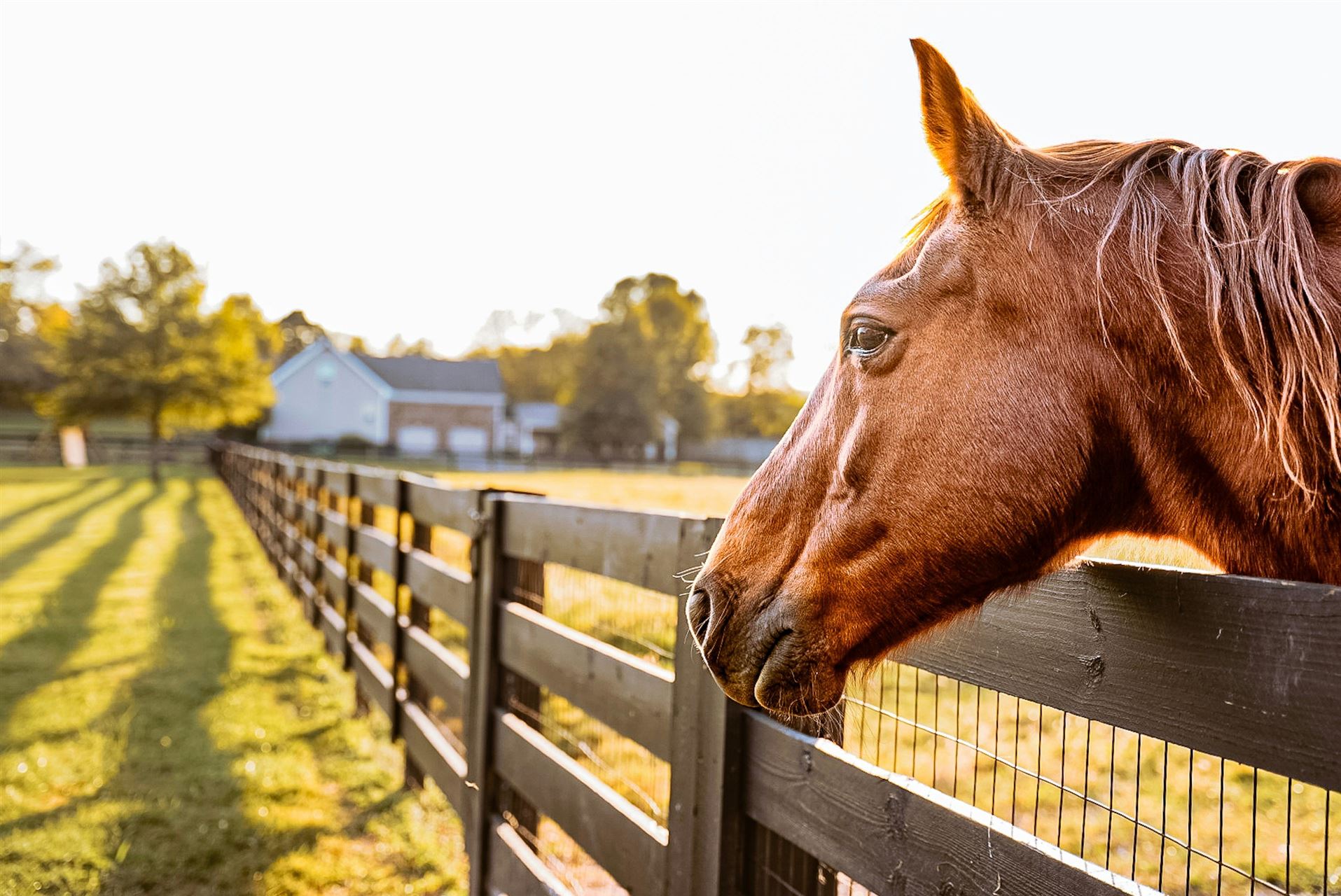 Horse looking over fence into a field