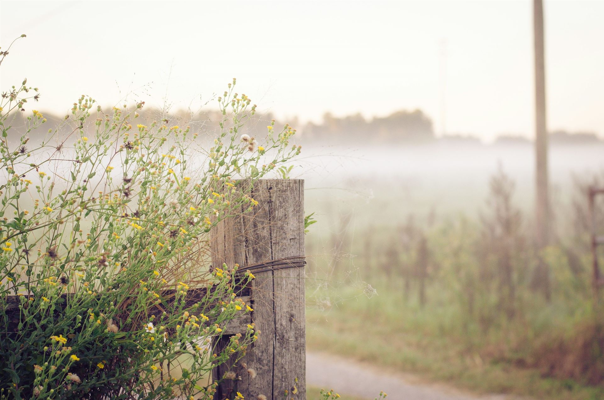 Fence post by a field